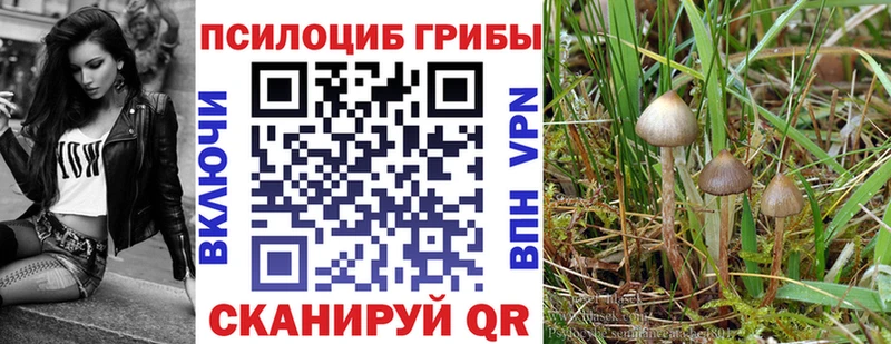 купить наркотики цена  Трубчевск  Галлюциногенные грибы Psilocybe 